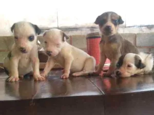 Cachorro raça Srn idade Abaixo de 2 meses nome Filhotes