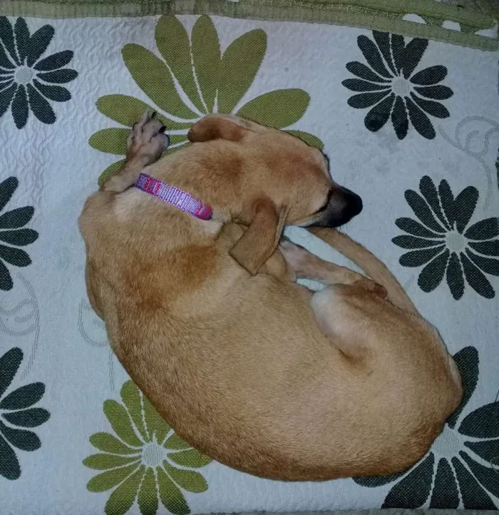 Cachorro ra a Vira lata idade  nome Chorona