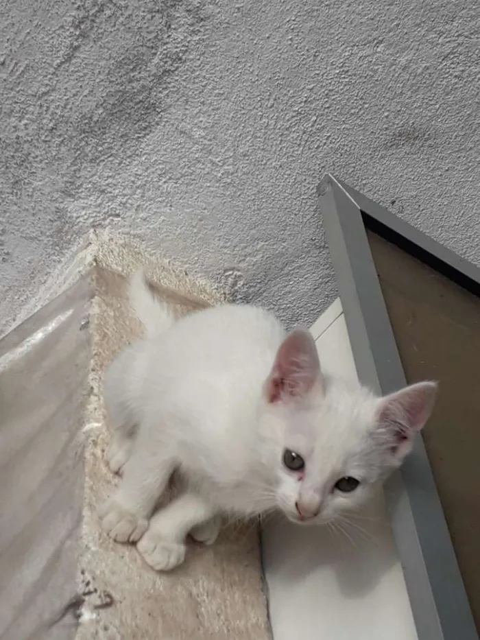 Gato raça Vira-lata idade 2 a 6 meses nome Não coloquei nome ai