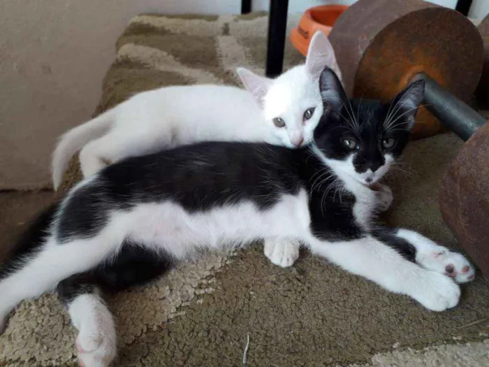 Gato raça Vira-lata idade 2 a 6 meses nome Não coloquei nome.