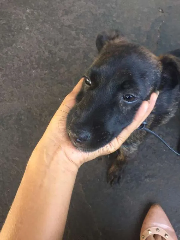 Cachorro ra a Sem Raça Definida idade Abaixo de 2 meses nome Sem nome