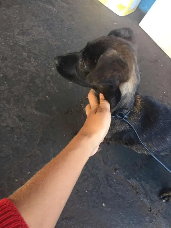 Cachorro ra a Sem Raça Definida idade Abaixo de 2 meses nome Sem nome