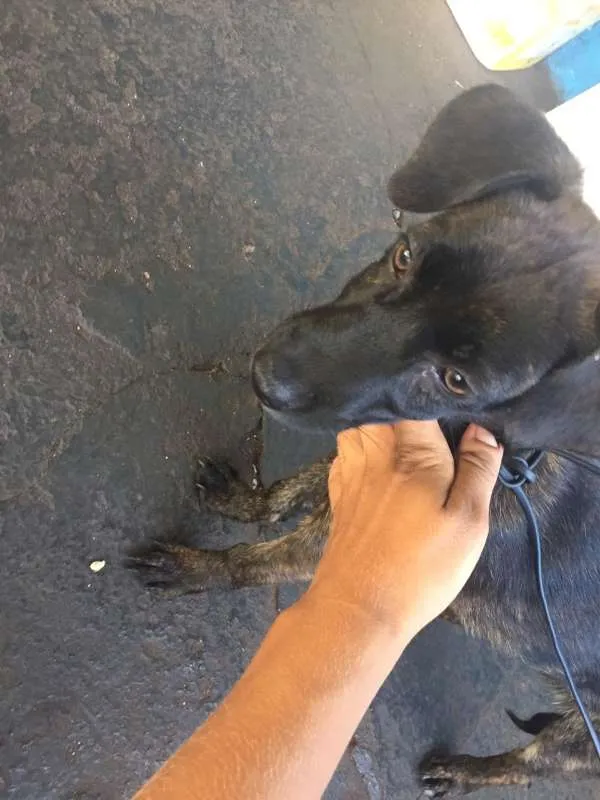 Cachorro ra a Sem Raça Definida idade Abaixo de 2 meses nome Sem nome