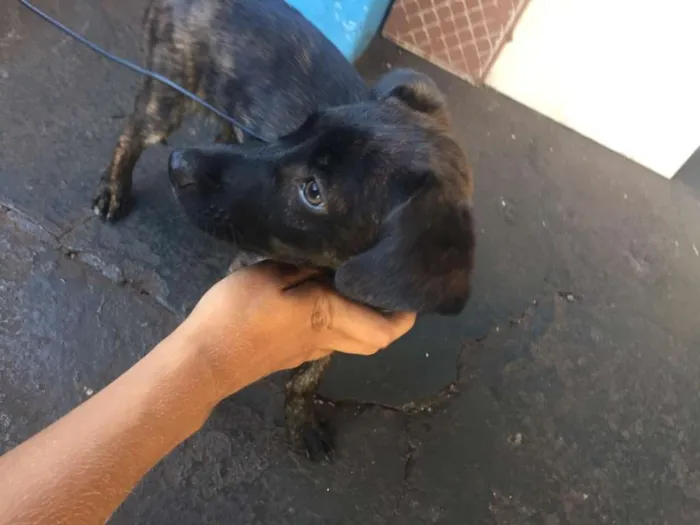 Cachorro ra a Sem Raça Definida idade Abaixo de 2 meses nome Sem nome