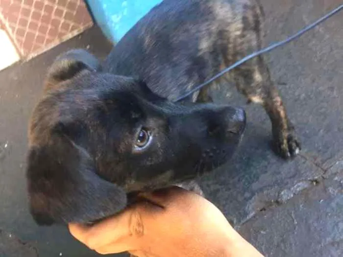 Cachorro ra a Sem Raça Definida idade Abaixo de 2 meses nome Sem nome
