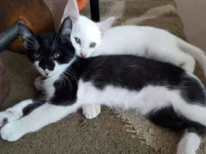 Gato raça Vira-lata idade 2 a 6 meses nome Não coloquei nome.