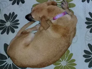 Cachorro raça Vira lata idade  nome Chorona