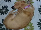 Cachorro raça Vira lata idade  nome Chorona