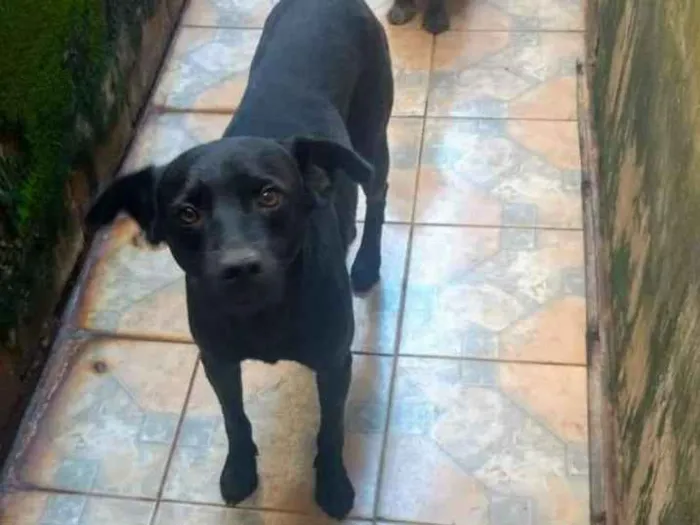 Cachorro ra a Srd idade 4 anos nome Major e Osama