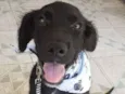 Eddie da Aline