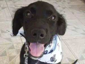 Cachorro raça SRD idade 2 a 6 meses nome Eddie da Aline