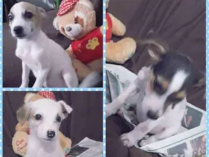 Cachorro raça SRD idade 2 a 6 meses nome 3 filhotes Macho