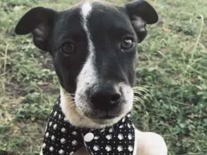 Cachorro raça SRD idade 2 a 6 meses nome Filhote Adriana 