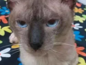 Gato raça Siames idade 1 ano nome Chumbinho