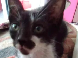 Gato raça Srd idade 2 a 6 meses nome Mia