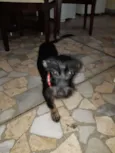 Romeu