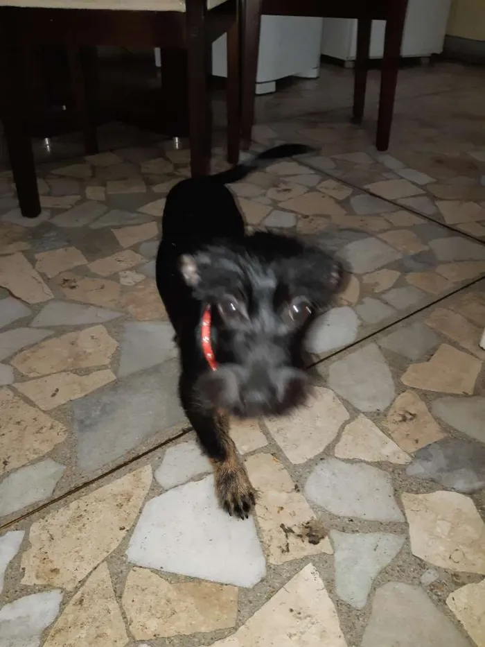 Cachorro ra a Vira lata  idade 7 a 11 meses nome Romeu