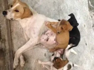Cachorro raça Vira lata idade 2 a 6 meses nome Sem nome 