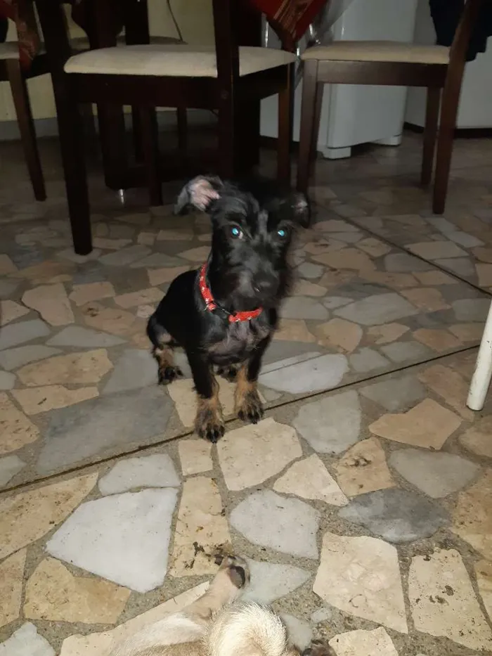 Cachorro ra a Vira lata  idade 7 a 11 meses nome Romeu