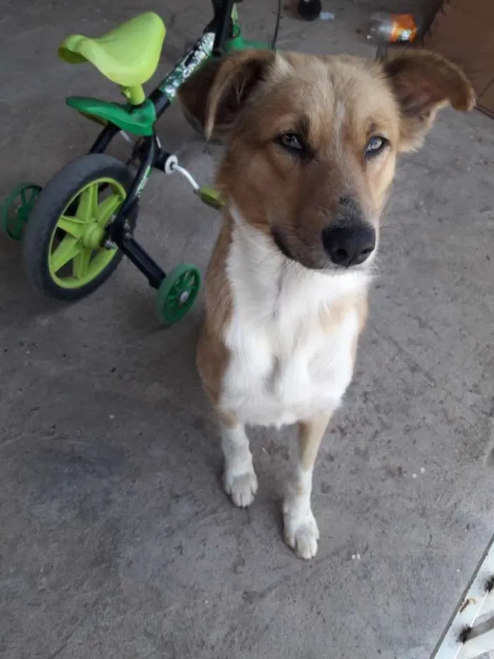 Cachorro ra a Srd idade 1 ano nome Bob
