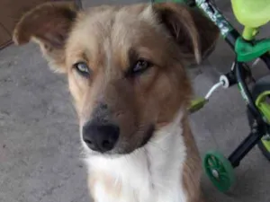 Cachorro raça Srd idade 1 ano nome Bob