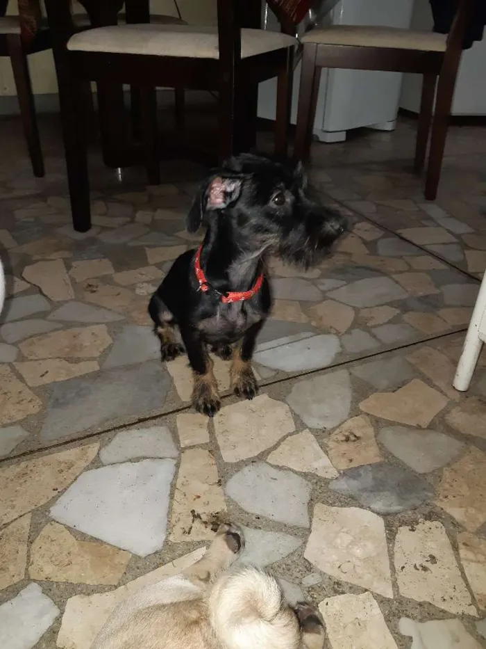 Cachorro ra a Vira lata  idade 7 a 11 meses nome Romeu