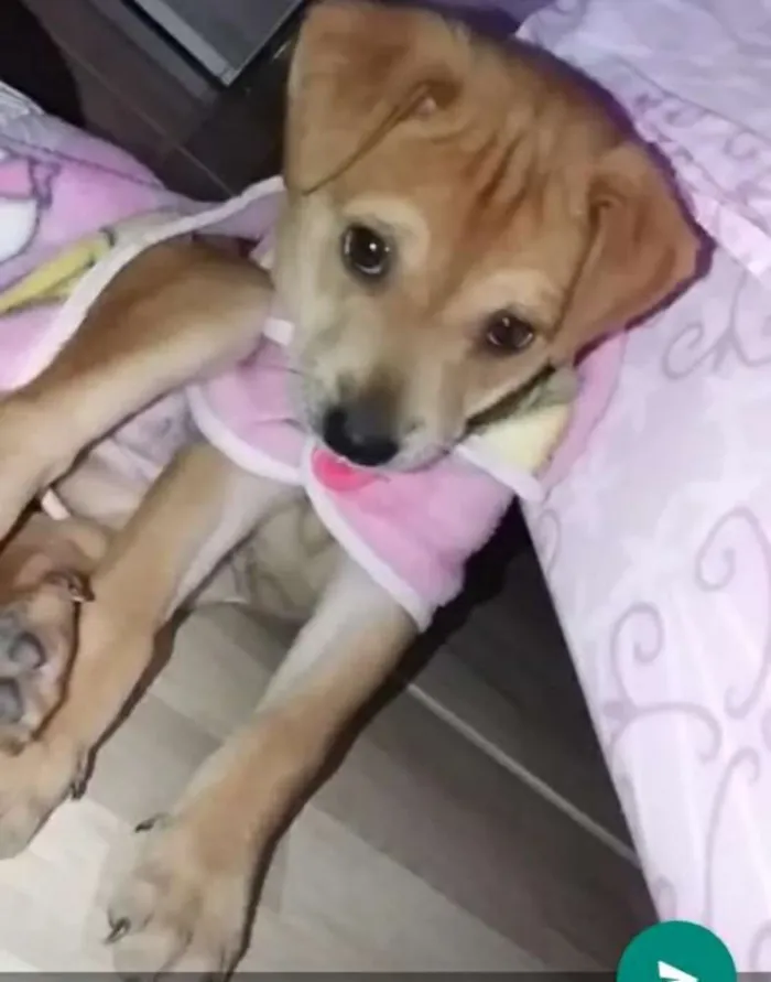 Cachorro ra a Vira-lata  idade 2 a 6 meses nome Morena