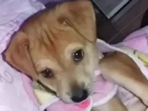 Cachorro raça Vira-lata  idade 2 a 6 meses nome Morena