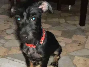 Cachorro raça Vira lata  idade 7 a 11 meses nome Romeu
