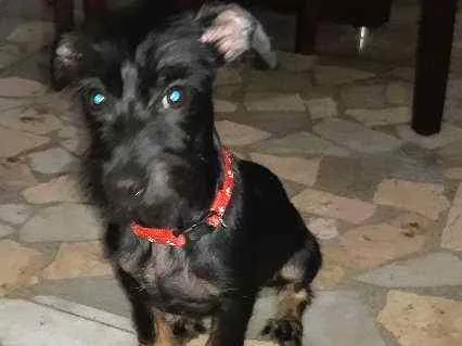 Cachorro ra a Vira lata  idade 7 a 11 meses nome Romeu