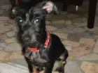 Cachorro raça Vira lata  idade 7 a 11 meses nome Romeu