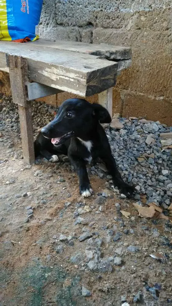 Cachorro ra a Vira lata  idade 2 a 6 meses nome Ninilha