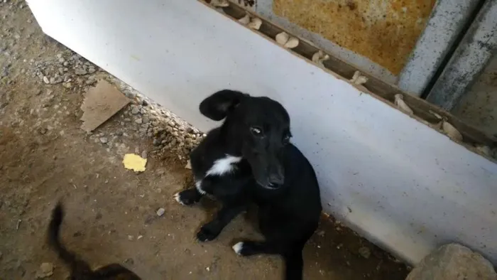 Cachorro ra a Vira lata  idade 2 a 6 meses nome Ninilha