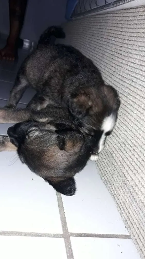 Cachorro raça Mestiço idade Abaixo de 2 meses nome Filhotes
