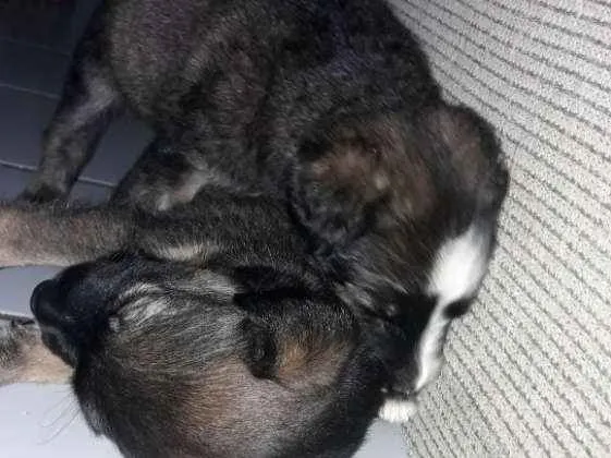Cachorro raça Mestiço idade Abaixo de 2 meses nome Filhotes