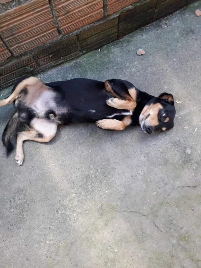 Cachorro ra a Sem raça definida idade 2 anos nome Bingo 