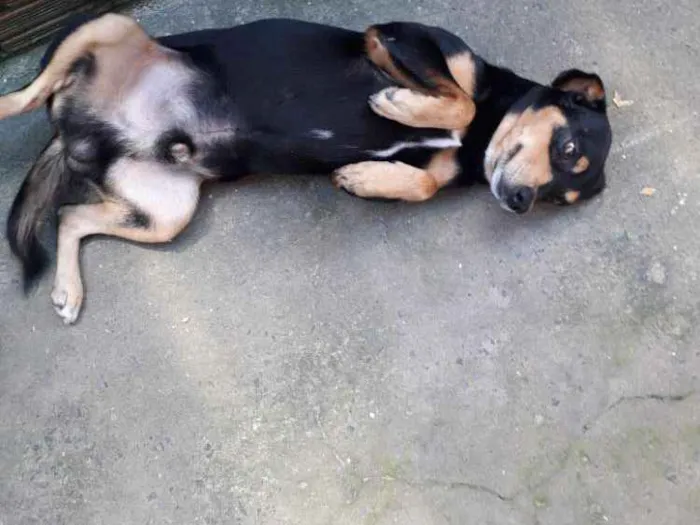 Cachorro ra a Sem raça definida idade 2 anos nome Bingo 