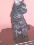 Léo