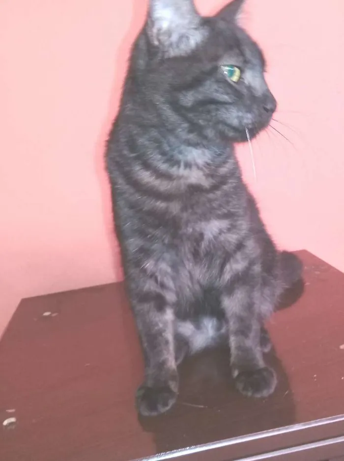 Gato ra a SRD idade 2 a 6 meses nome Léo