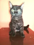 Léo