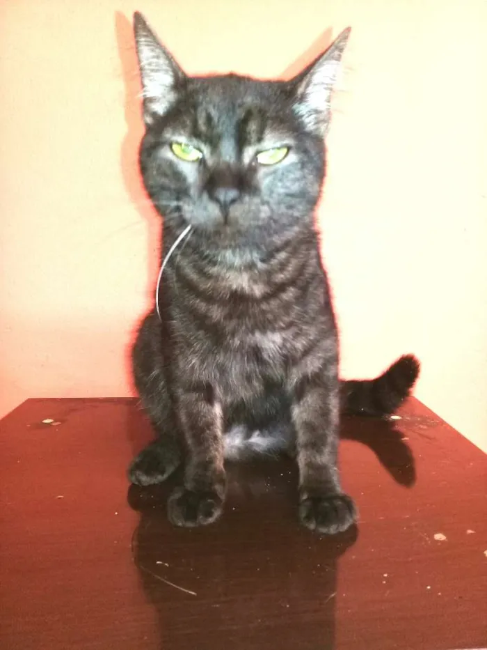 Gato ra a SRD idade 2 a 6 meses nome Léo