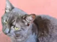 Léo