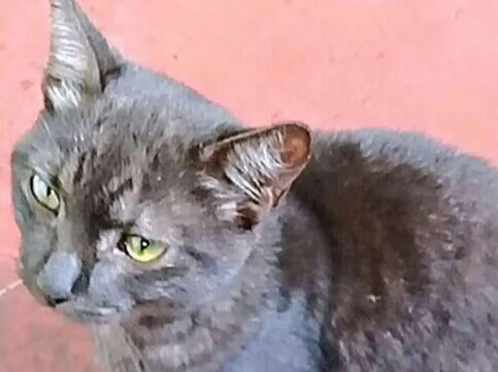 Gato ra a SRD idade 2 a 6 meses nome Léo