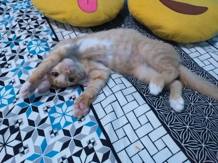 Gato ra a srd idade 2 a 6 meses nome Mexirica