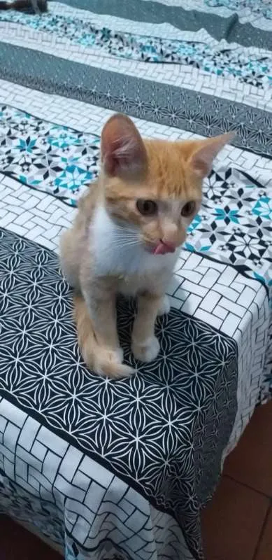 Gato ra a srd idade 2 a 6 meses nome Mexirica
