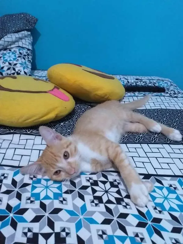 Gato ra a srd idade 2 a 6 meses nome Mexirica