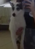 Haika