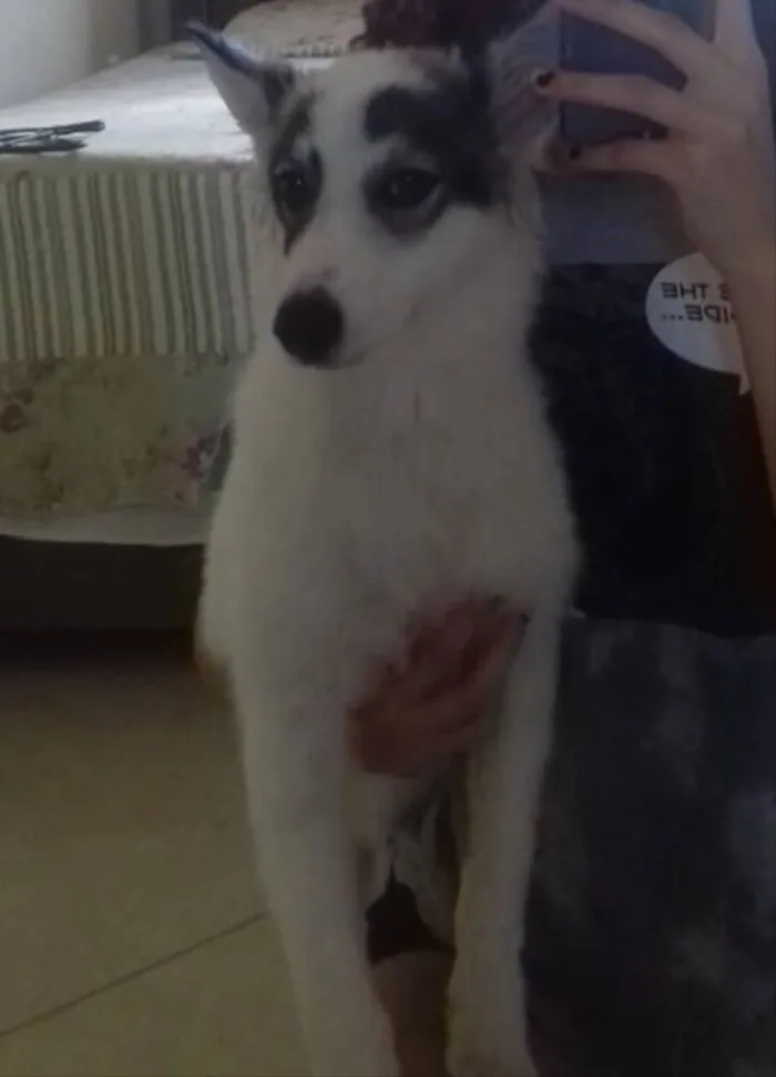 Cachorro raça Husky siberiano com vira-lata  idade 1 ano nome Haika