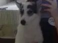 Haika