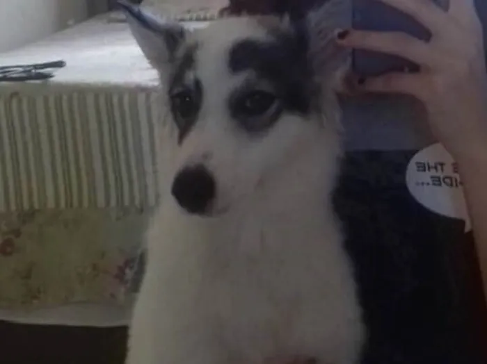 Cachorro raça Husky siberiano com vira-lata  idade 1 ano nome Haika